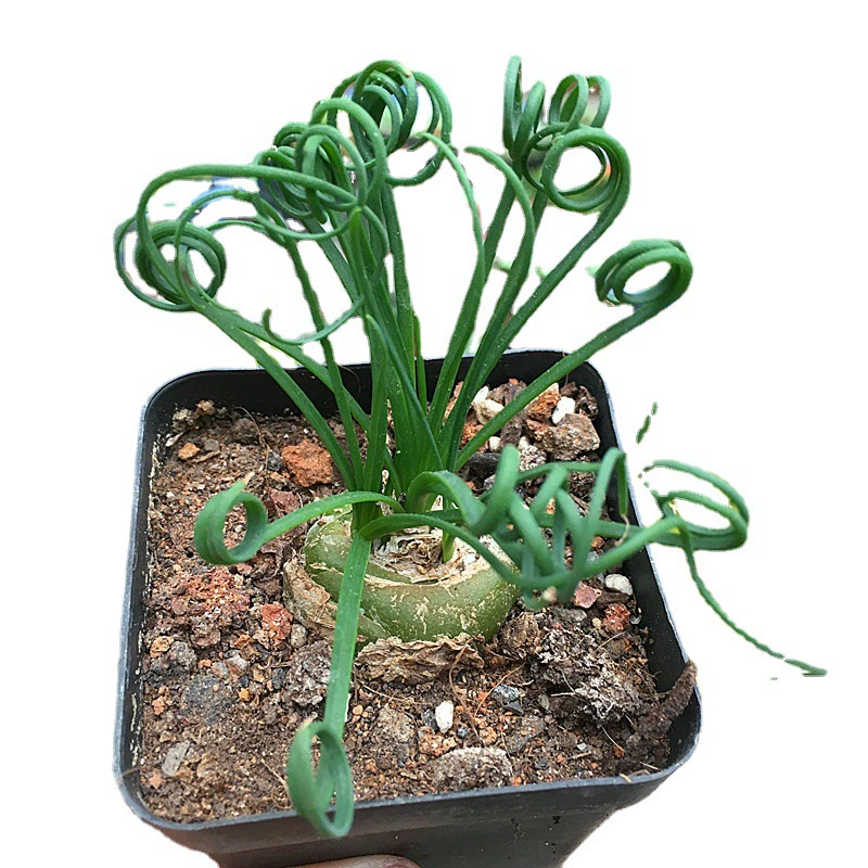 Весенняя трава настоящий выстрел 2-3 см луковичные мясистые растения интересные растения корневой клубень мяч комнатные и наружные зеленые растения цветы