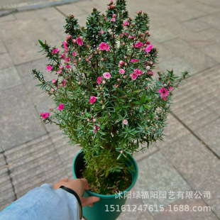�ͺ�����ֲ���ɼt÷���Ի�������D÷���ļ��_���҃��辰���B�Gֲ