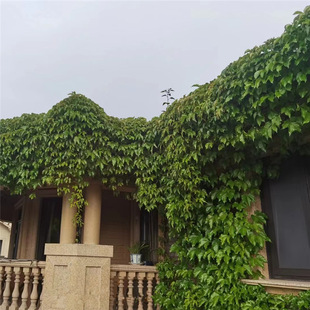 ��ɽ�������~���\ͥԺ������Ԯ����ֲ�������������ļ����಻���~