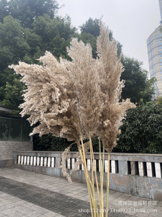 Dried flower reed small chai reed natura...