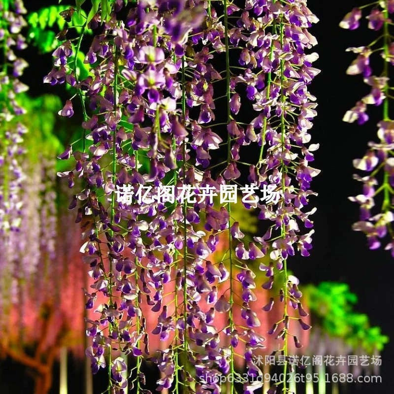 Глициния цветок саженец лазание двор стена четыре сезона цветущие растения старый ворс горшок цветок рассада лоза Глициния