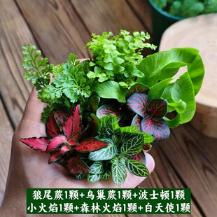 ΢���^ֲ������̦�\�W�y������diyˮꑸ��쾰ާ����B�׾Gֲ���l