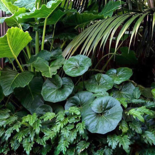 ���~���L�����ļ����G�ͺ��B�͟��ͺ�ͥԺ�^�~���������Rֲ��