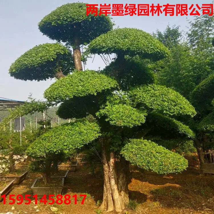 Стыковка Ясень Рассада Сад Двор Дорожная инженерия Озеленение Рассада Пейзаж Тень дерева Спецификация Полная зола