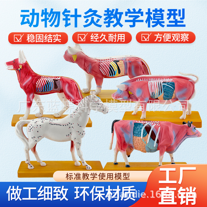 ��è��ţ�������ģ�� ȮѨλ ������� ��ҽ��ѧ�������ģ��