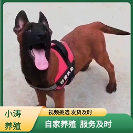 狗;其他农业