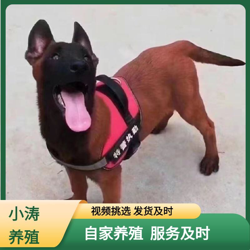 Purebred Horse Dog Puppy Live Purebred Red Horse Dog Black Horse Red Horse Working Dog Police Dog Guard Dog Live Price Purebred Horse Dog Puppy Live Purebred Red Horse Dog Black Horse Red Horse Working Dog Police Dog Guard Dog Live Price