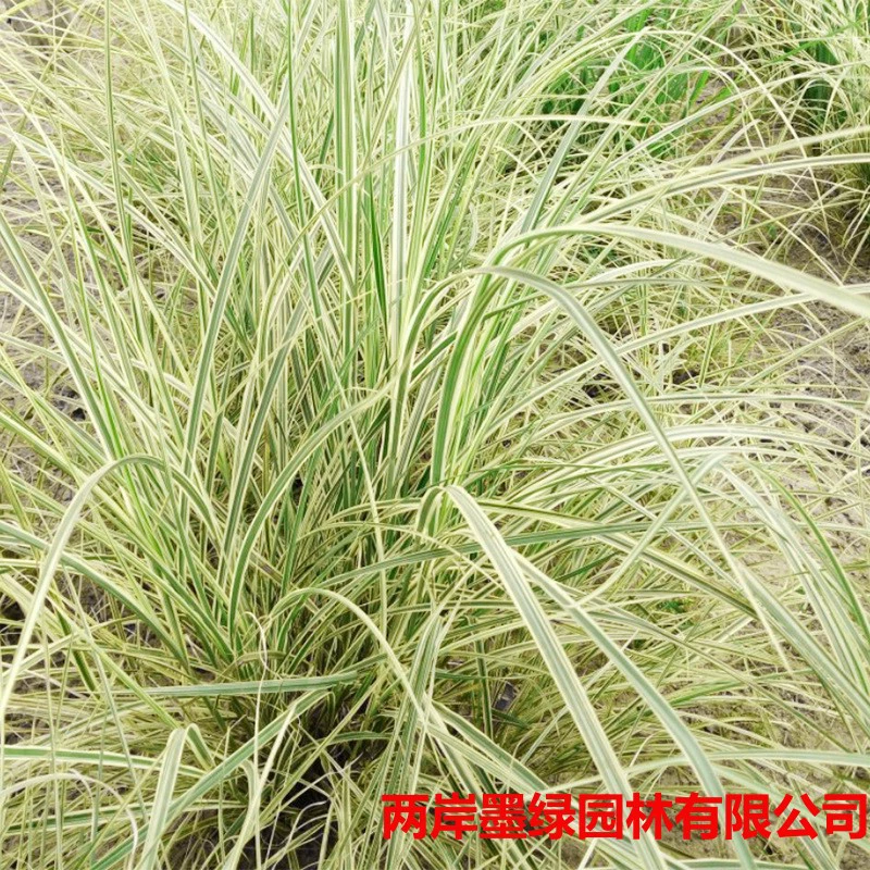 База оптом цветок лист Мискантус мелкий лист Аун пятнистый лист Аун база снабжения водной земли декоративные травы Многолетние растения