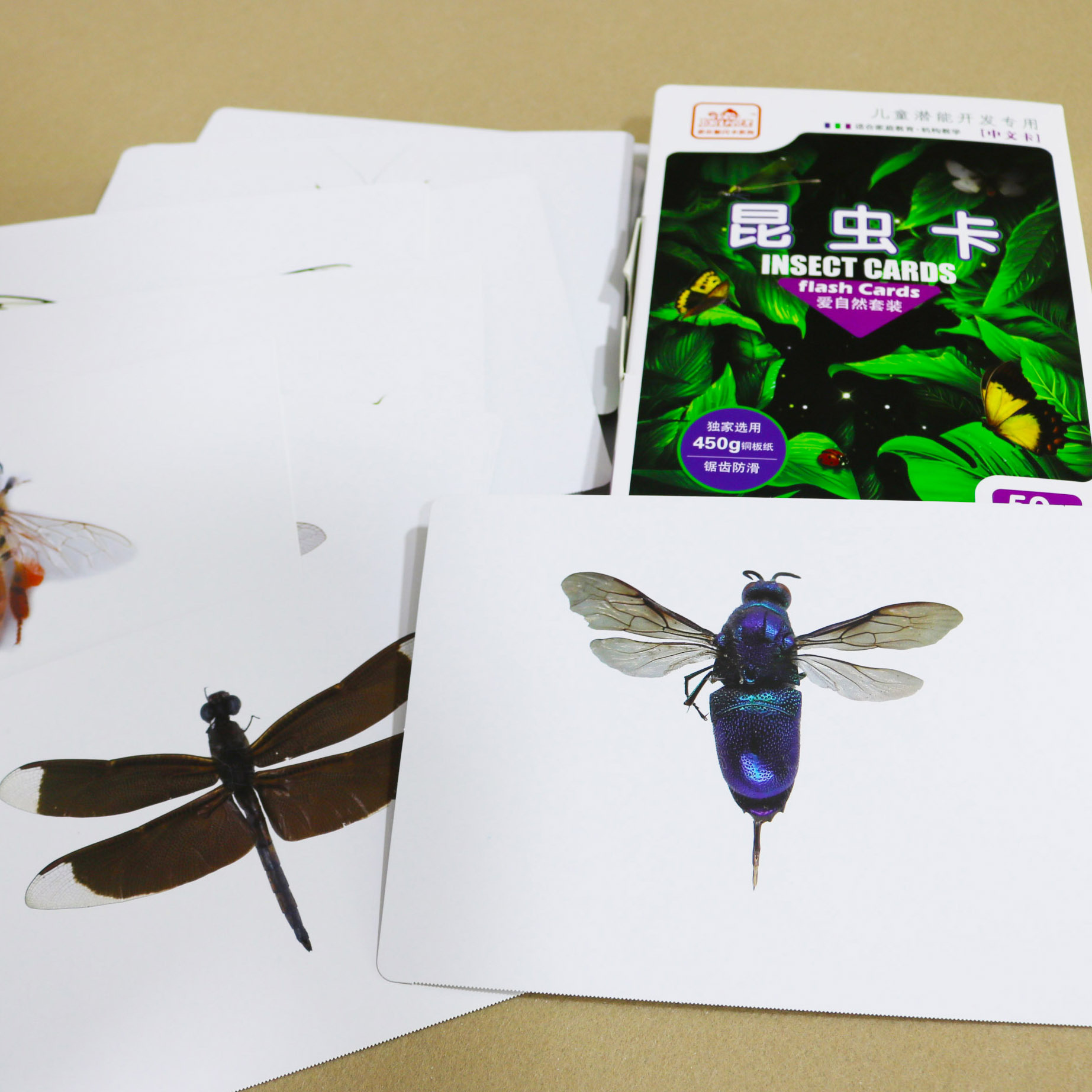 Insect card (50)