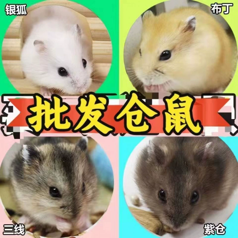 Оптовая продажа вакцин от крыс для хомяков, вакцинация домашних животных для золотистых хомяков, разведение живых животных, мелких и средних животных.