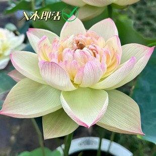 ˯ɏˮ��ֲ����^�p�ɻ�����ˮ�Bʳ��ź�N���~���ļ����B���㻨��