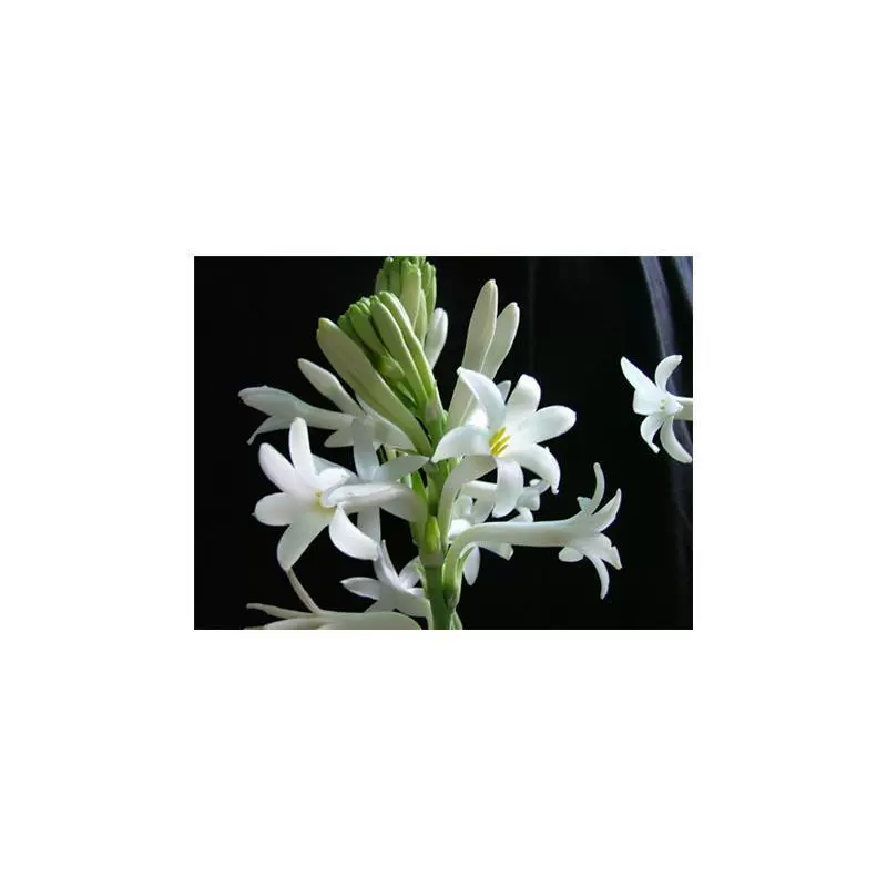 Юньнаньская ароматная луковица туберозы с ароматом лунного света, осенняя ночь, сильный аромат, доставка красных цветов, луковицы нарцисса