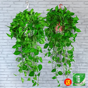 �L�پG�}�����Gֲ�҃ȵ��m����ȩ�����՚�Gֲ����ϡ�оG�}����