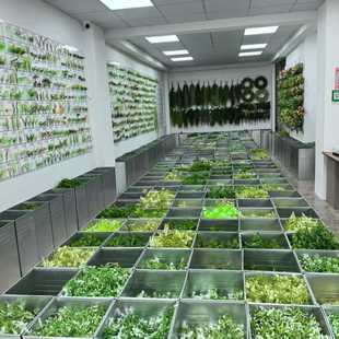 Cross-Border Supply of Flower Branches and Leaves, Plastic Flowers and Aquatic Plants, Wholesale Goods, Direct Sales to Amazon Aliexpress