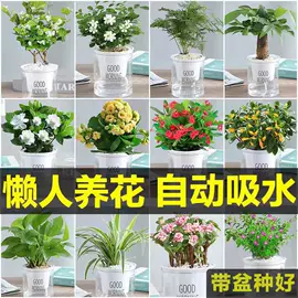 盆栽;干花;其他园林植物