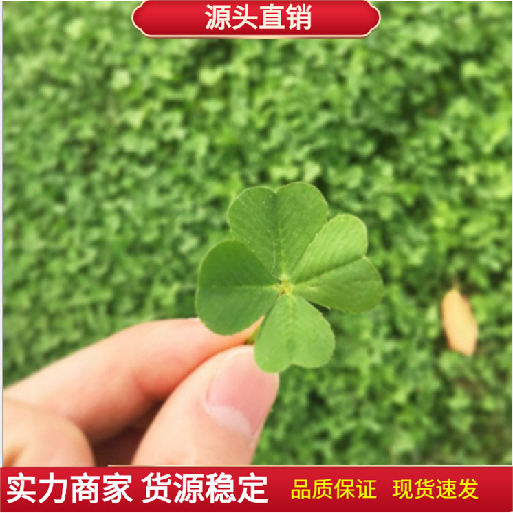 Three -leaf grass four -leaf seeds