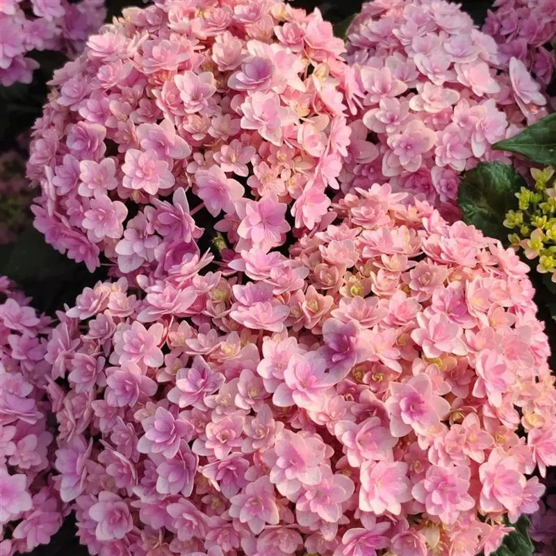 Цветок Ханаби Гортензия с двойными лепестками Большой цветок Красочный большой цветок Балконное растение в горшке Двор Термостойкий и морозостойкий Легко выращивать для ленивых