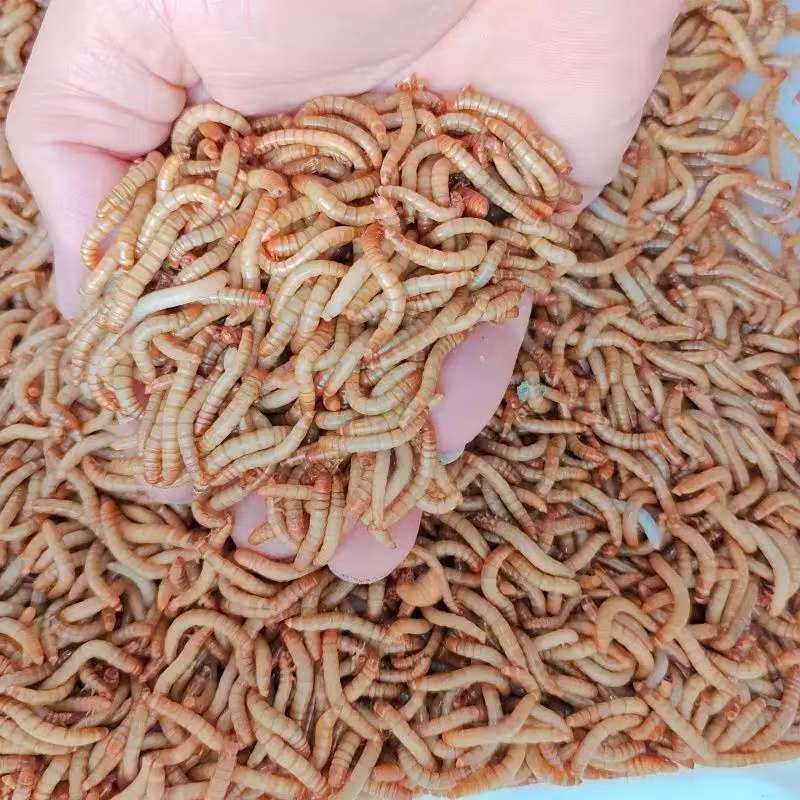 Live Mealworms, Yellow Mealworms, Live Insects, Feed for Thrush Birds, Goldfish, Golden Toad, Hamsters, Lizards, Golden Hamsters, Wild-Caught Fresh Live Bait