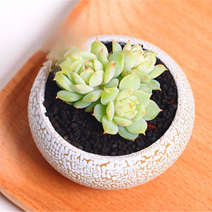 �oҹ ����ֲ�� 2-3CM ���� �����ֲ�� �Gɫ���Զ�����ذl؛