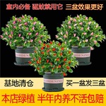 【驱蚊驱虫】金鱼吊兰盆栽室内客厅卧室好养耐热寒花卉绿植吸甲醛