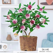 花友中梦金边瑞香盆栽老桩室内客厅绿植物耐寒花卉阳台 精选金边