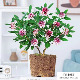 �����Љ���߅���������Ϙ��҃ȿ͏d�Gֲ���ͺ������̨ ���x��߅