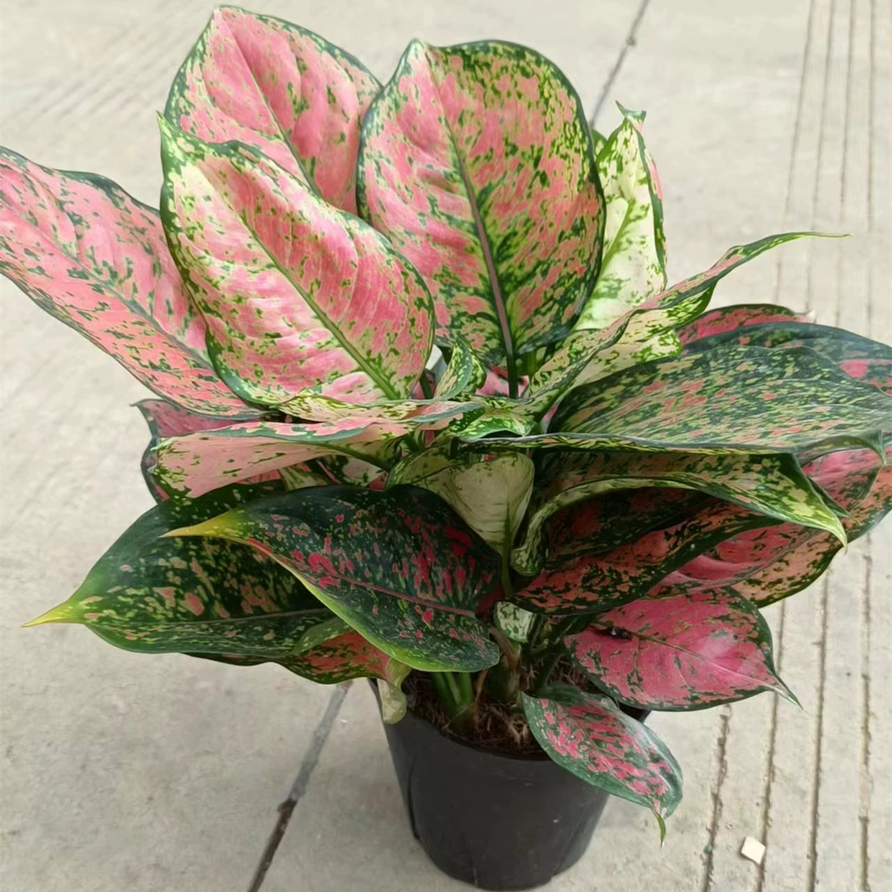 150 # Ruyi Queen в горшке Geely Red Десять тысяч лет процветающих растений Комнатные зеленые посадки цветов Четыре сезона Просмотр листьев бонсай