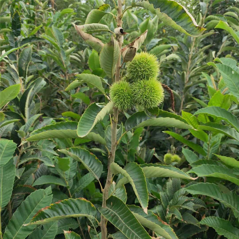 基地直发 南方北方种植当年结果盆栽地栽果树嫁接大红袍板栗苗