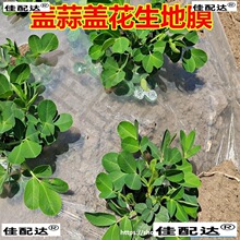 盖蒜薄膜地膜农用蔬菜工程专用溥胶纸菜园60/80公分宽白色除草5斤