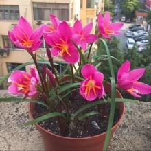 批发风雨兰种球四季开花重瓣韭兰葱兰花苗室内外庭院花坛盆栽植物