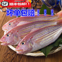 海鲜大金丝鱼新鲜金线鱼深海捕捞红衫鱼香头鱼生鲜海水鱼批发