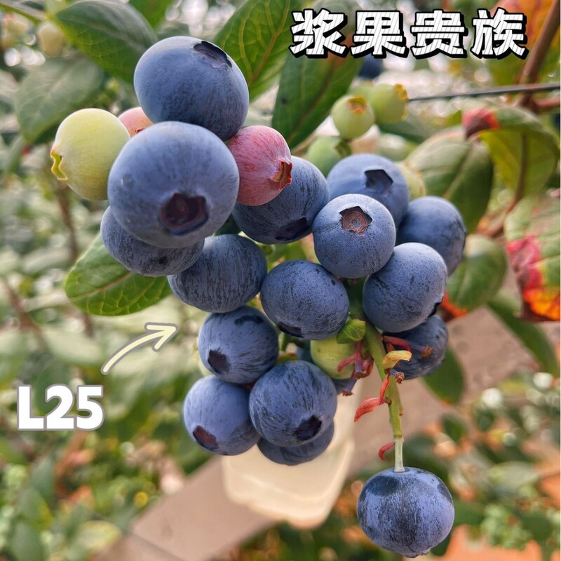 Yunnan Floral Blueberry L25 Variety, Plump and Juicy, Freshly Picked in Season and Shipped by Sf Express Yunnan Floral Blueberry L25 Variety, Plump and Juicy, Freshly Picked in Season and Shipped by Sf Express