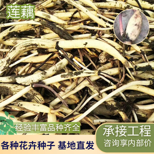Base Wholesale Wholesale Fresh Lotus Root, Potted Lotus Root Seedlings, Aquatic Plants, Water Body Greening Lotus Root Seedlings