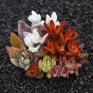 Rabbit Ear Series Garbanaceae Moon Rabbit Ear Lucky Rabbit Ear Teddy Bear Succulent Plant Combination Potted Bear Boy