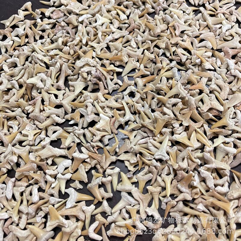 Natural Moroccan Shark Tooth Fossil Marine Archaeological Excavation Toy Fossil Teaching Specimen Semi-complete Bare Teeth