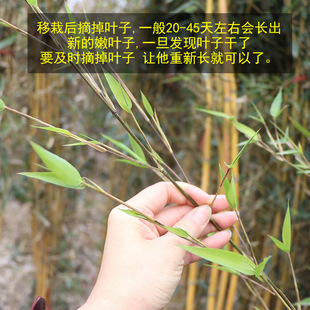 �S���������l�g�S������ͥԺ�̨�Nֲ����������B���ļ�����