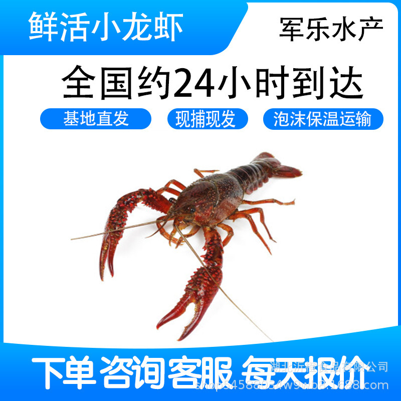 Fresh Crayfish Hubei Spot Small Green Medium Green Large Green Live Shrimp Clear Water Crayfish Aquatic Products Restaurant Commercial