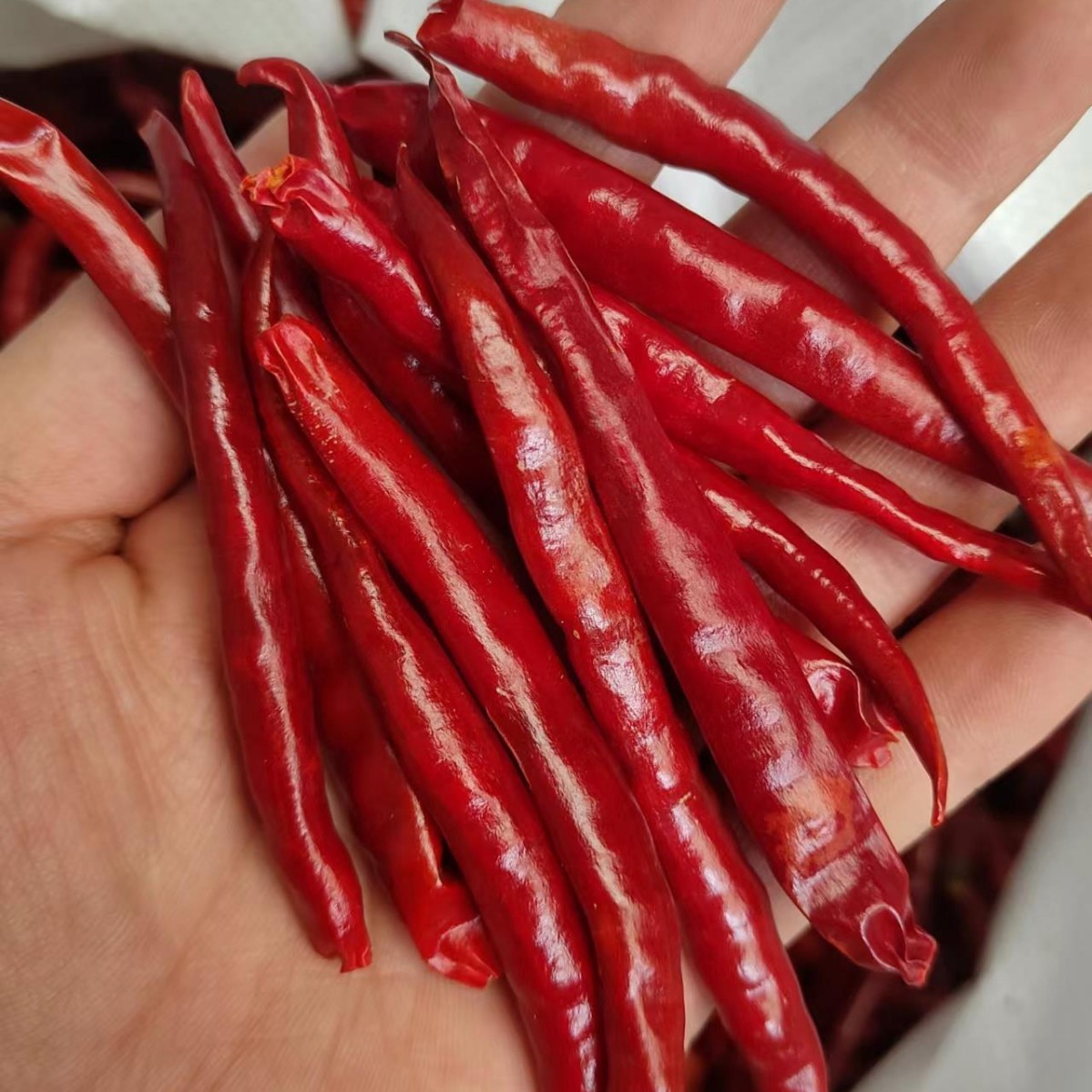 云南产文山丘北辣500g干辣椒干辣子中辣香会泽辣直销朝天椒