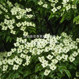 ɢ�b�²����ջ��N�� ���ջ� ɽ��֦ʯ�� ��÷ �u��Ӄ��|�G����N