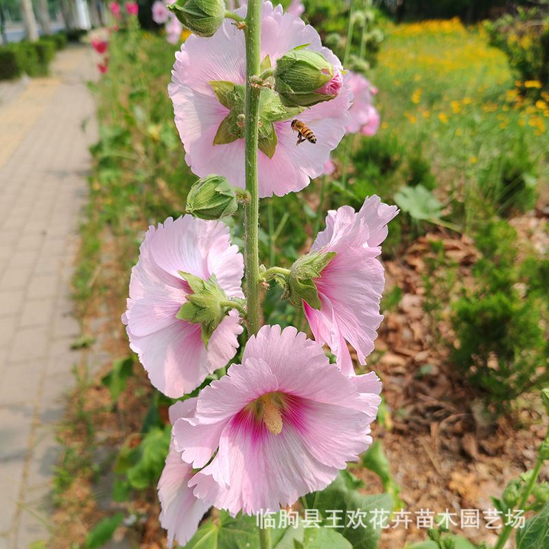 大花秋葵种籽观花锦葵蜀葵公园景观马洛葵种籽阳台花盆栽观赏花卉