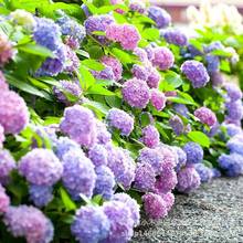 򻨷N׻ֲļ҃_׷N^