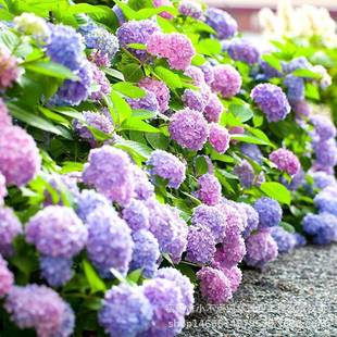 ���򻨷N���׻��ֲ���ļ��҃��_�����������׷N�����^��������