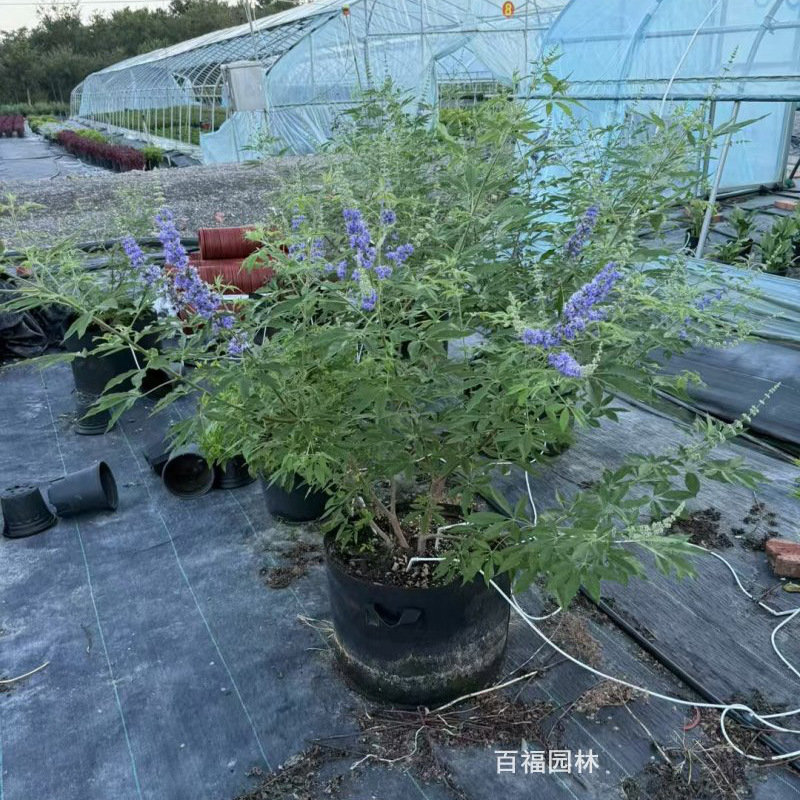 穗花牡荆 (4).jpg