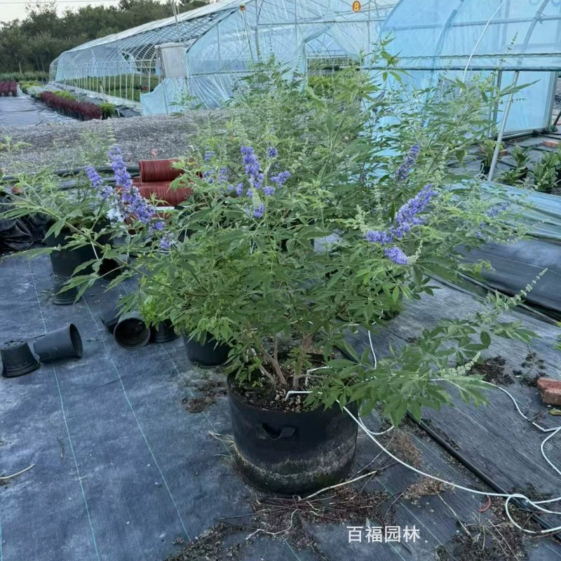 Саженцы гардении паникулата в горшках (галлон), красивые саженцы в мешках, оптовая продажа растений для цветочных клумб и грядок