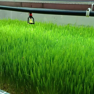 智能水培牧草集装箱大麦物联网远程监控立体无土畜牧鲜草种植方舱