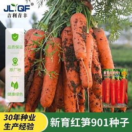 蔬菜种子