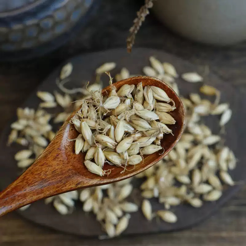 Dried Malt Barley Sprout Mai Ya 500g Natural Sun Dried Chinese Herbal Ingredient quality and texture