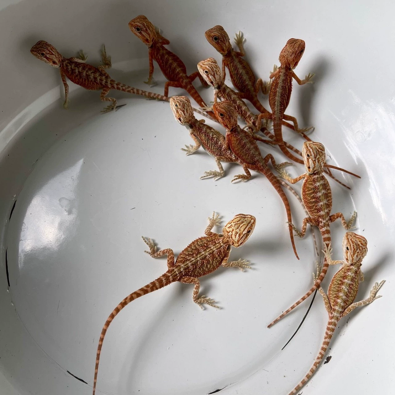 Ползающий питомец грива Лев ящерица рассада красная серия нулевая чистая красная популярность лазанья питомец высокая температура избегает милый не кусает начальный уровень