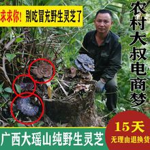 广西野生灵芝干货整枝黑林芝切片打粉泡酒天然紫灵芝批发
