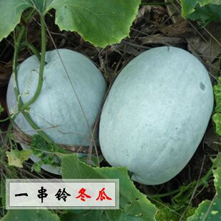 һ���С���ϷN��С���ϷN���ļ��ﶬ���߲��ͺ��˷N���ѹϹ�